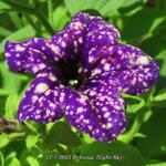 Petunia 'Night Sky' - Petunia