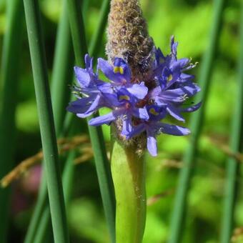 Pontederia cordata