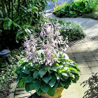 Hosta