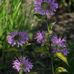 Monarda fistulosa 'Humdinger' - Bergamotplant