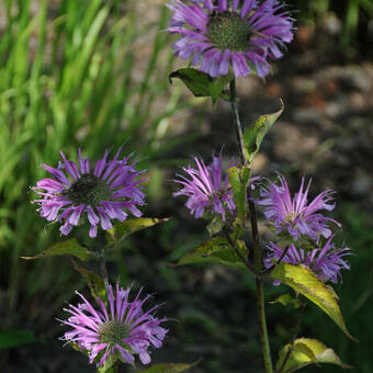 Monarda fistulosa 'Humdinger'