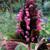 Justicia carnea