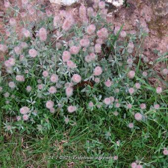 Trifolium arvense