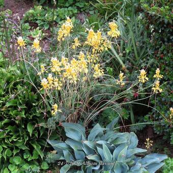 Allium flavum