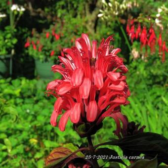 Justicia carnea