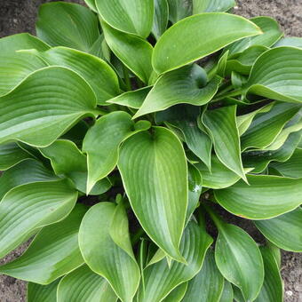 Hosta 'Zorro'