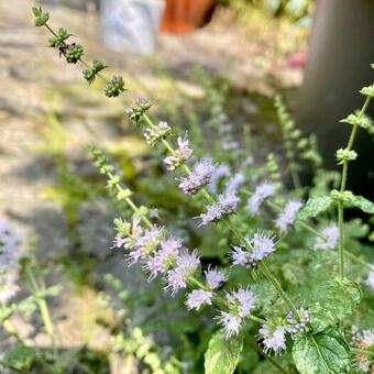 Mentha arvensis 'Strawberry'