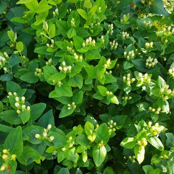 Hypericum x inodorum 'MAGICAL White'