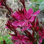 Gaura lindheimeri 'Butterfly Rose' - Prachtkaars