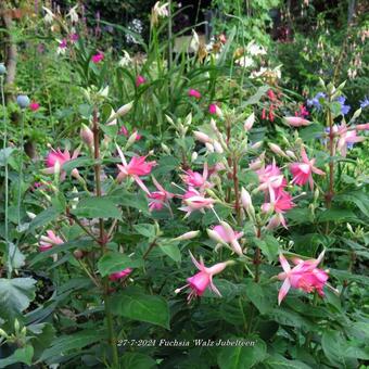 Fuchsia 'Walz Jubelteen'