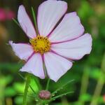 Cosmos bipinnatus 'Picotée' - Cosmos