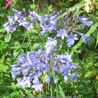 Agapanthus campanulatus 'Oxford Blue'