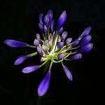 Agapanthus 'Pretty Heidy' - Afrikaanse lelie