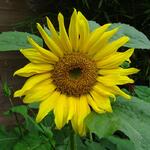 Helianthus annuus 'Distino' - Zonnebloem, gewone zonnebloem