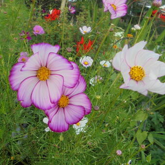 Cosmos bipinnatus 'Picotée'