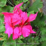 Pelargonium 'Miss McKinsey' (Stellar type) - Geranium