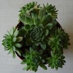 Sempervivum 'Eisbär' - Huislook