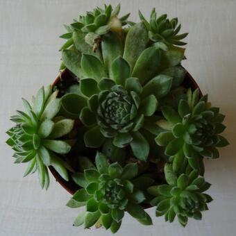 Sempervivum 'Eisbär'