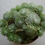 Sempervivum arachnoideum 'Shampoo' - Spinnenwebhuislook