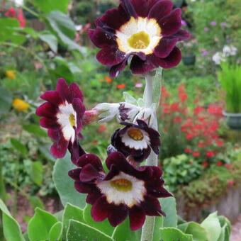 Primula auricula 'Argus'