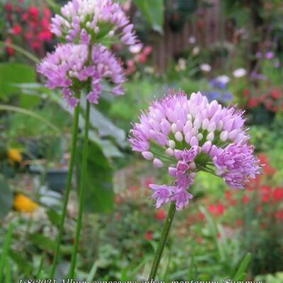 Sierui, Berglook - Allium senescens subsp. montanum 'Summer Beauty'