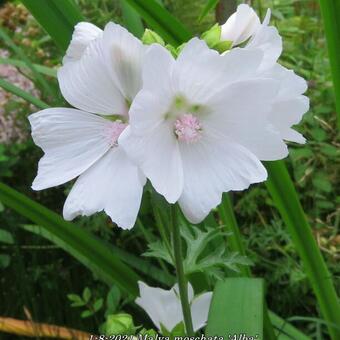 Malva moschata 'Alba'