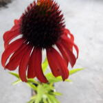 Echinacea purpurea 'Postman' - Rode zonnehoed - Echinacea purpurea 'Postman'