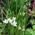 Ornithogalum thyrsoides