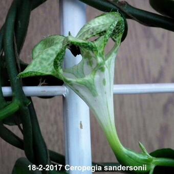 Ceropegia sandersonii