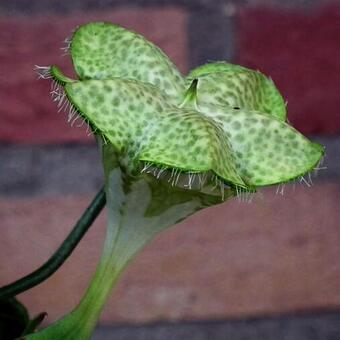 Ceropegia sandersonii