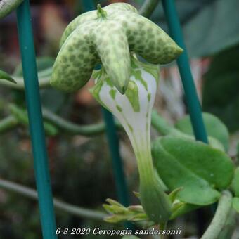 Ceropegia sandersonii