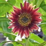 Helianthus annuus 'Evening Sun' - Zonnebloem