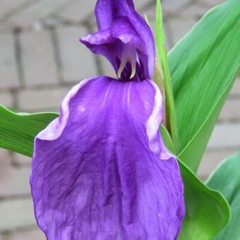 Roscoea purpurea 'Twin Towers'