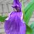 Roscoea purpurea 'Twin Towers'