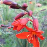 Crocosmia 'TWILIGHT FAIRY Crimson' - Montbretia