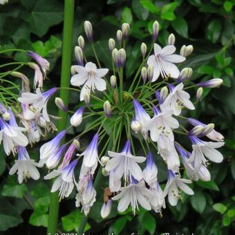 Agapanthus africanus 'Twister'