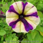 Petunia EASY WAVE 'Burgundy Star' - Petunia