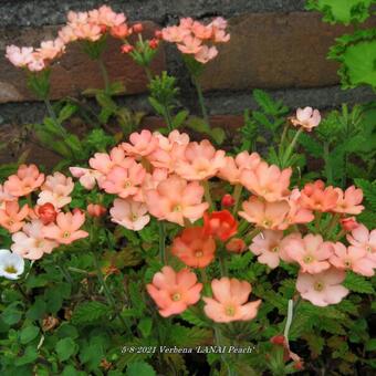 Verbena 'LANAI Peach'