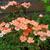 Verbena 'LANAI Peach'