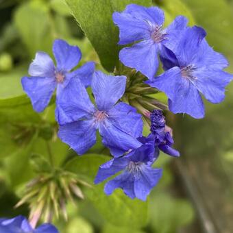 Ceratostigma plumbaginoides