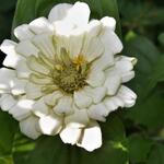 Zinnia elegans 'Polar Bear' - Zinnia