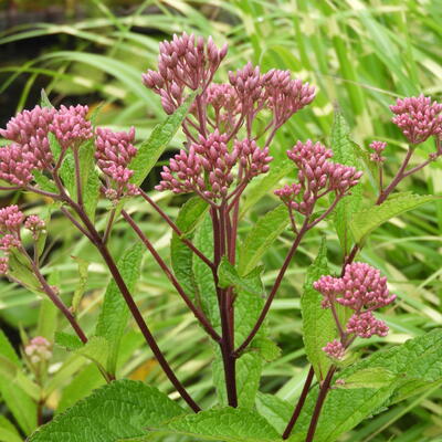 Koninginnekruid - Eupatorium dubium 'Baby Joe'