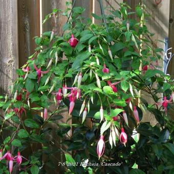 Fuchsia 'Cascade'