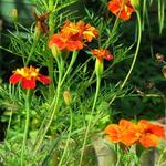 Tagetes patula 'Cinnabar' (Dixter strain) - Afrikaantjes