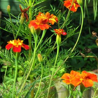 Tagetes patula 'Cinnabar' (Dixter strain)