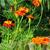 Tagetes patula 'Cinnabar' (Dixter strain)