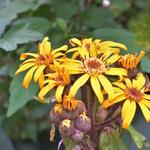 Ligularia dentata 'Franz Feldweber' - Kruiskruid, Tongkruiskruid