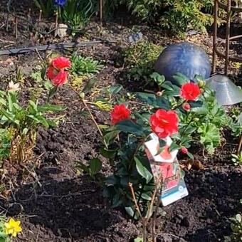 Camellia reticulata 'Mary Williams'