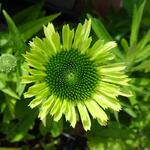 Echinacea purpurea 'Green Twister' - Rode zonnehoed