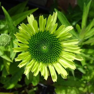 Rode zonnehoed - Echinacea purpurea 'Green Twister'